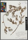Foto von Salix alba subsp. micans (Andersson) Rech. f.